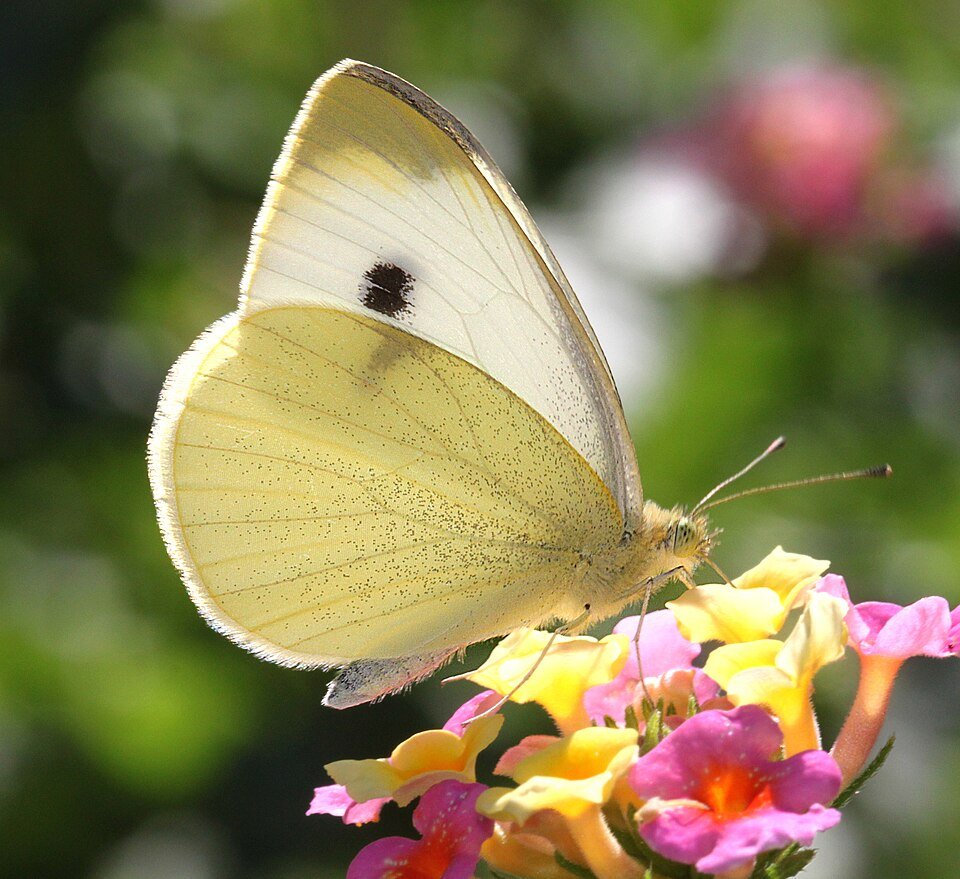 Cabbage white butterfly