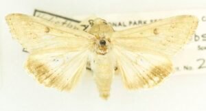 Corn Earworm Moth, Helicoverpa zea