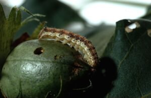 Corn earworm