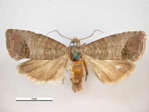 Codling moth