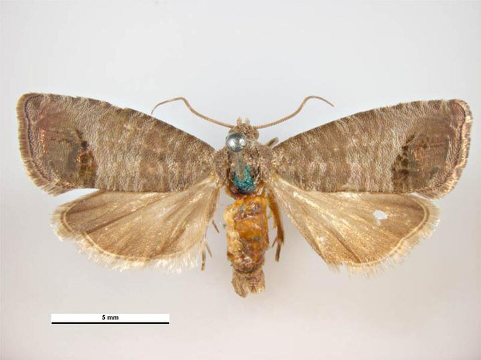 Codling moth