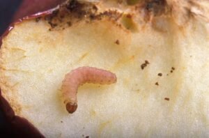 Codling Moth