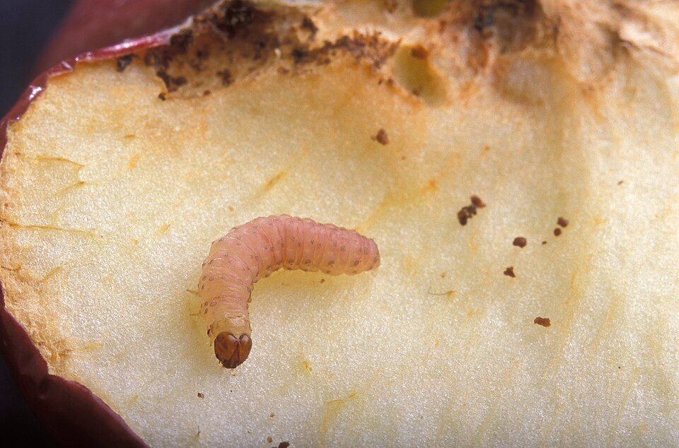 Codling Moth
