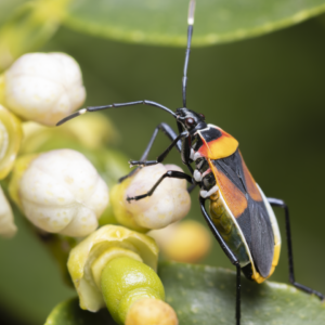 Harlequin Bug
