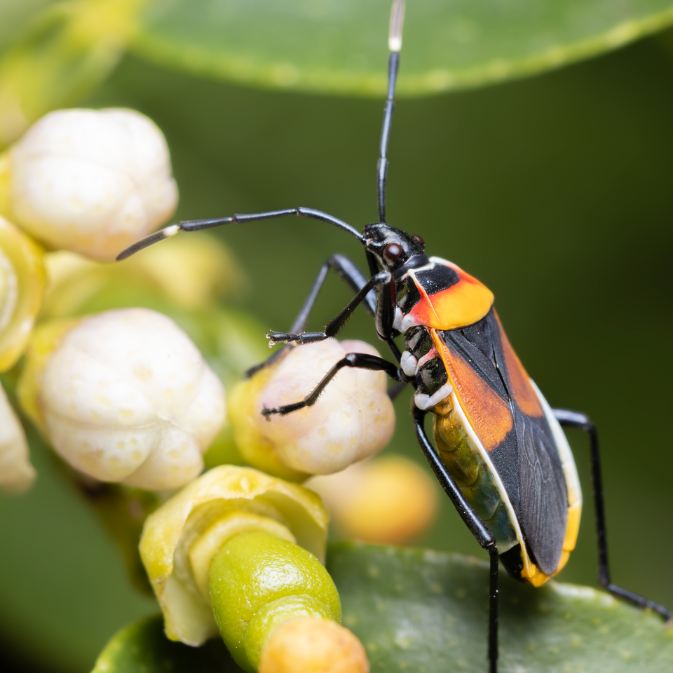 Harlequin Bug