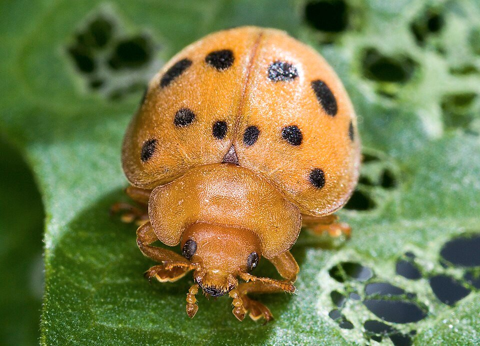 Mexican Bean Beetle