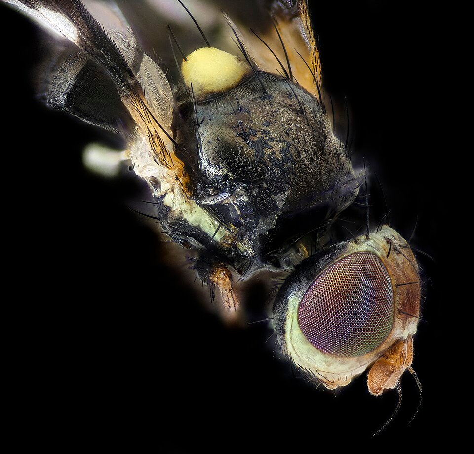 Apple Maggot