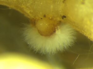 Root-Knot Nematodes