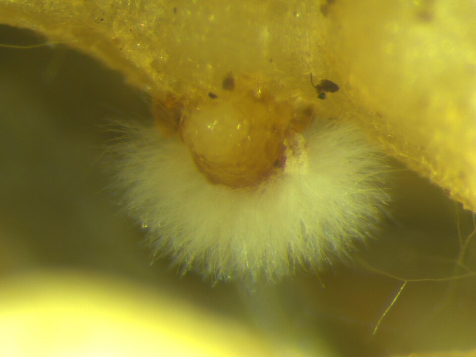 Root-Knot Nematodes