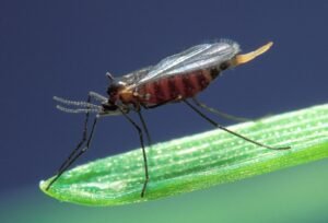 Hessian Fly