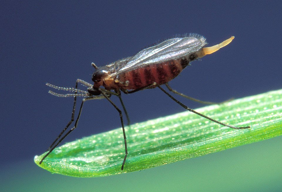 Hessian Fly