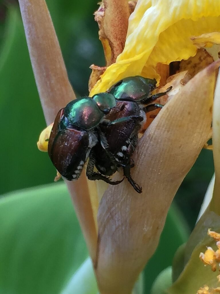 Japanese Beetle