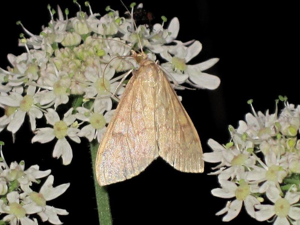 European Corn Borer