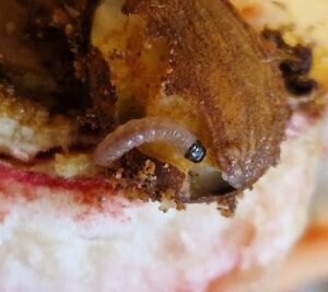 Oriental Fruit Moth
