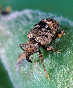 Plum Curculio