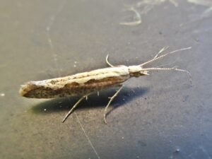 Diamondback Moth