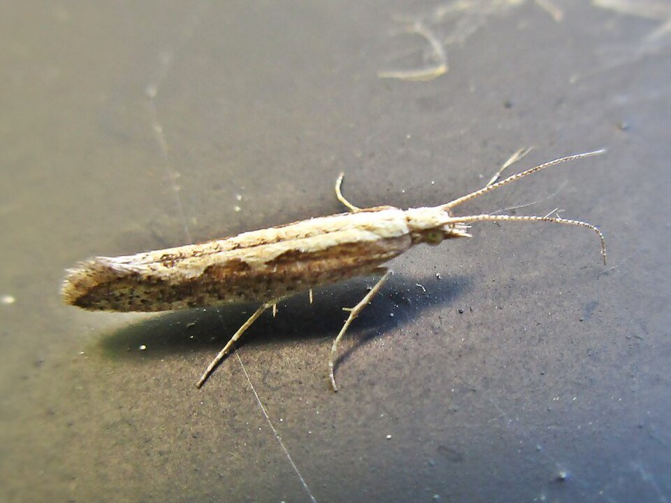 Diamondback Moth