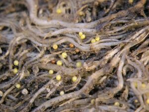 Potato Cyst Nematode