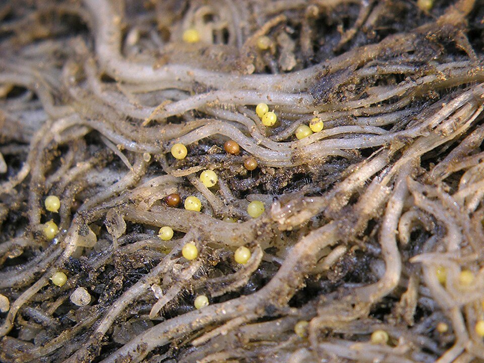 Potato Cyst Nematode