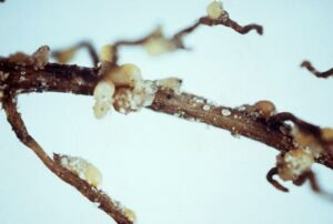 Soybean Cyst Nematode