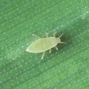 Russian Wheat Aphid