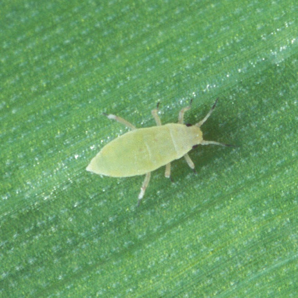 Russian Wheat Aphid