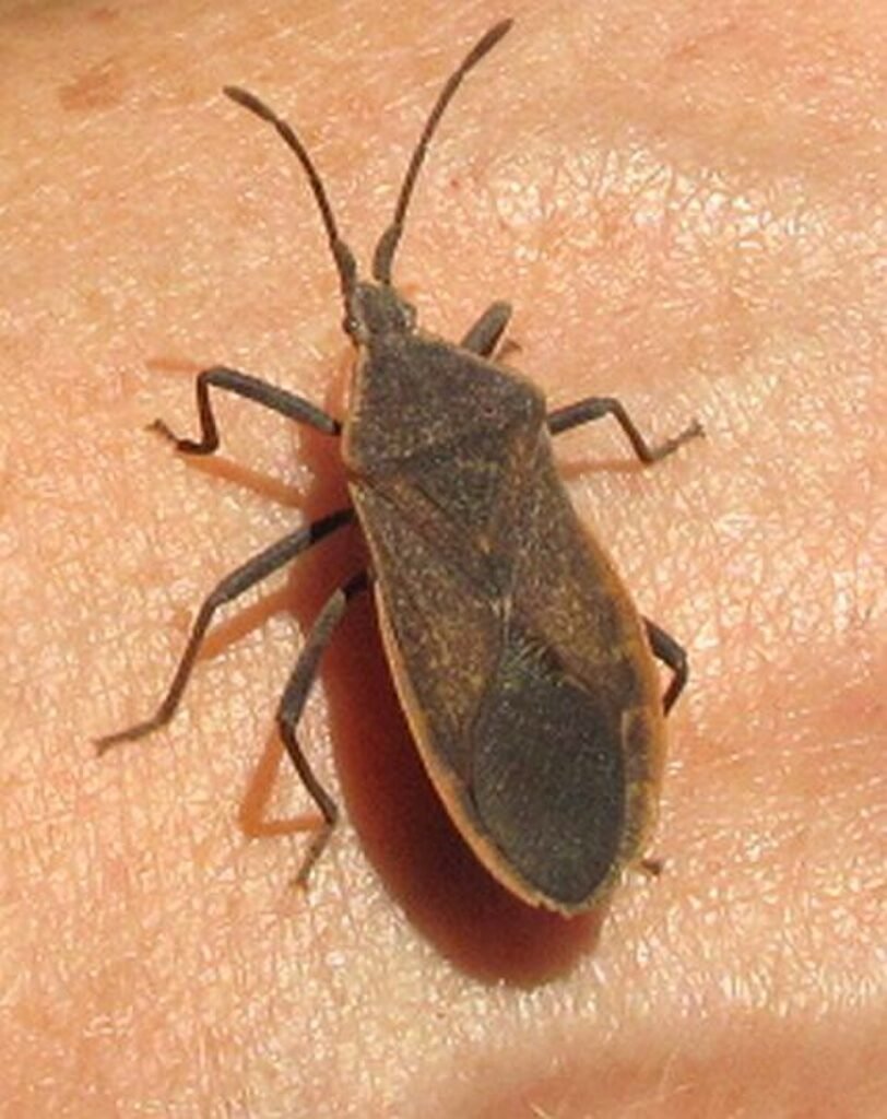 Squash Bug