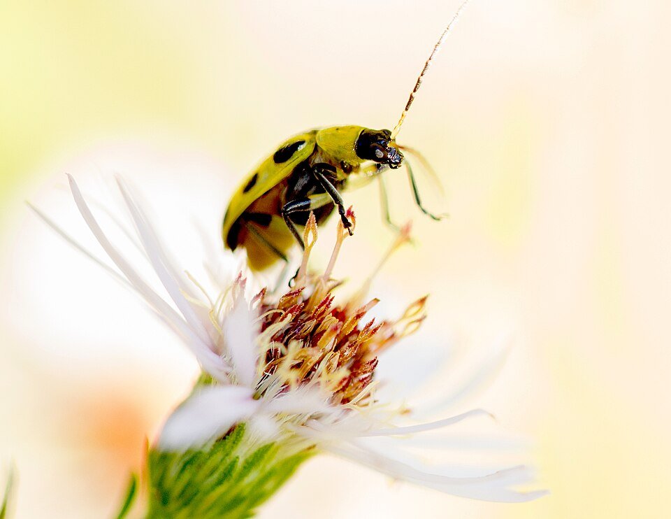 Cucumber Beetles