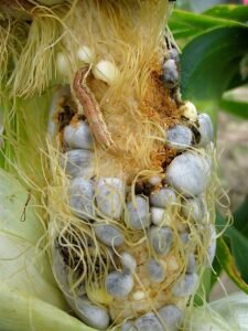 corn earworm feeds on a corn cob infected with corn smut )