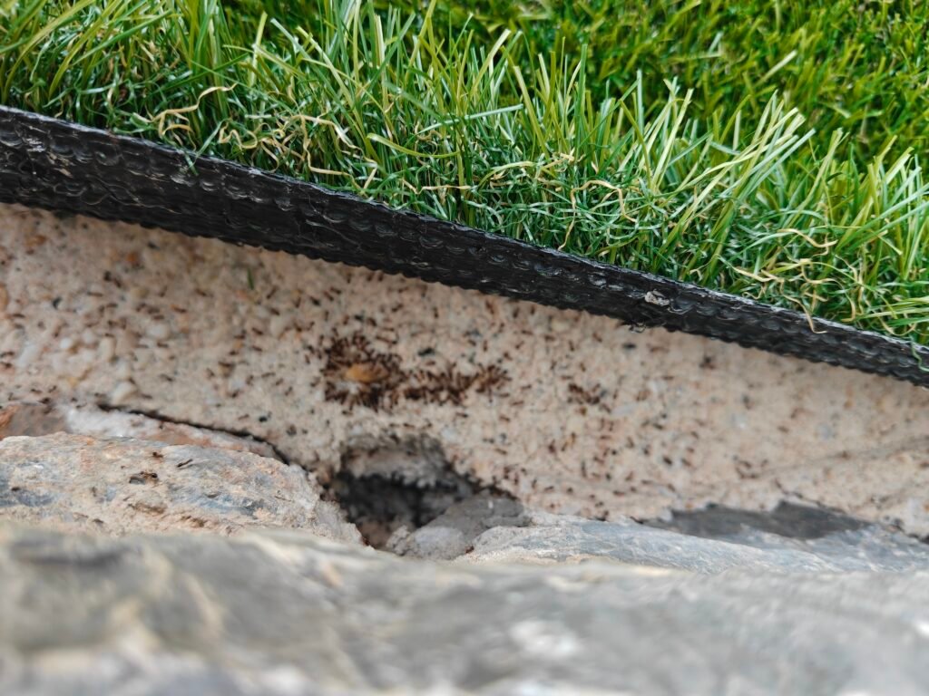 ants treatment in the edge of the yard, treatment with professional ant bait under the turf