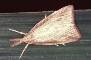 Sugarcane Borer