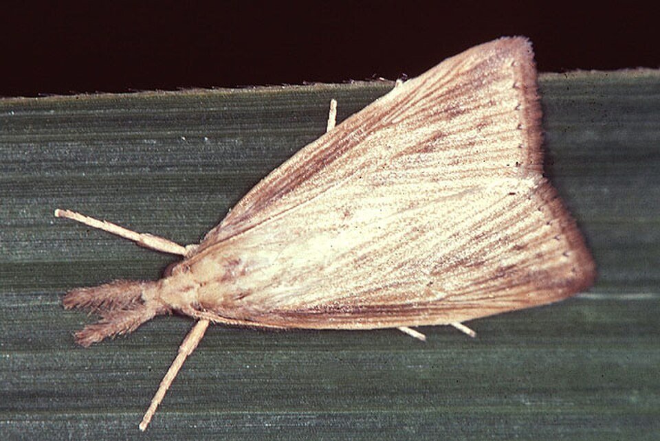 Sugarcane Borer