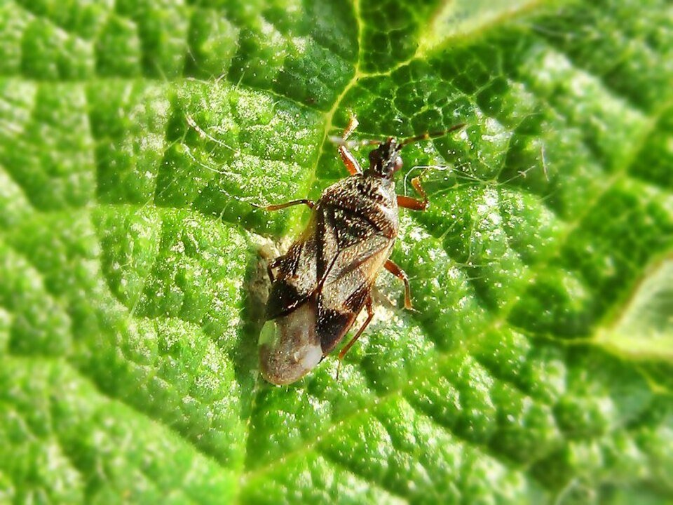 Minute Pirate Bug
