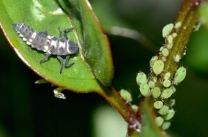 Aphid Midge