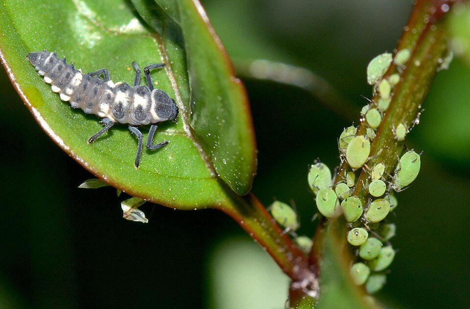 Aphid Midge