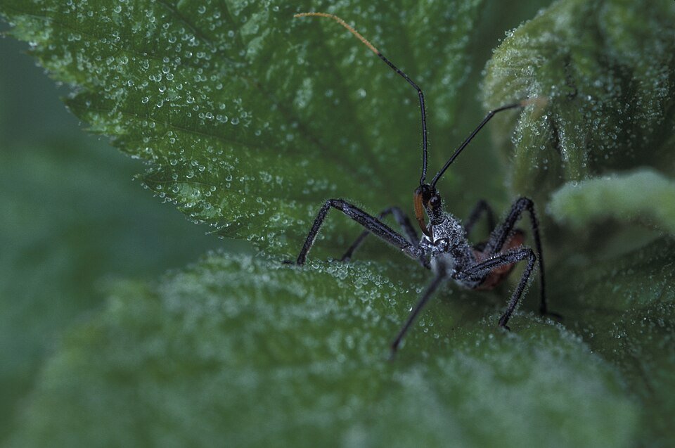 Assasin Bug