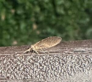 Brown Lacewing