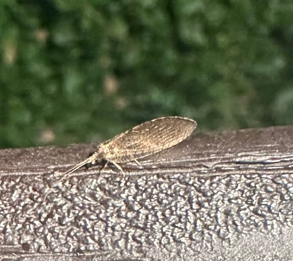 Brown Lacewing