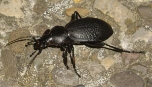 Ground Beetle