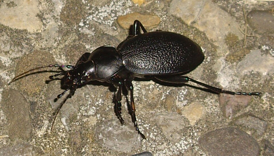 Ground Beetle
