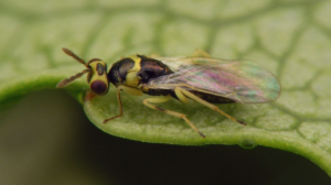 Braconid Wasps