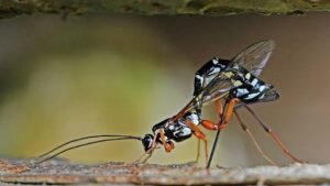 Ichneumon Wasps