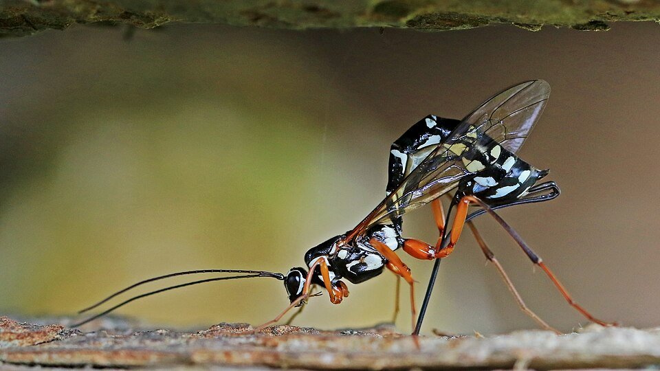 Ichneumon Wasps