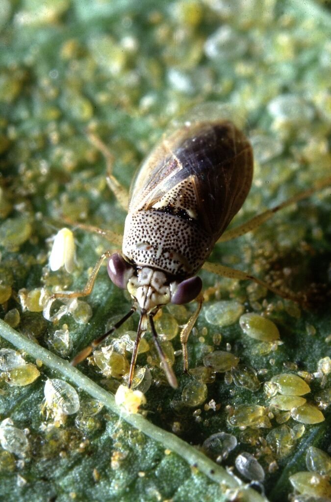 Big-Eyed Bug