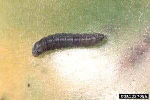 Tomato Pinworm