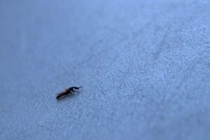 Rove Beetle