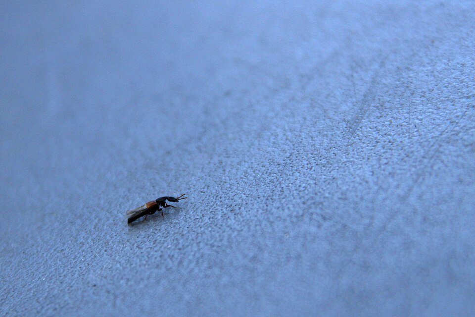 Rove Beetle