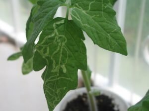 Tomato Leaf Miner