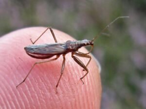 Damsel Bug