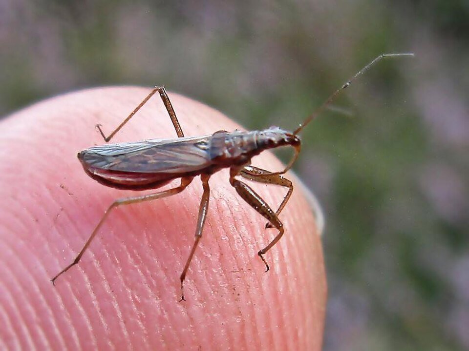 Damsel Bug